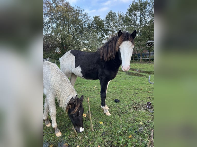 Islandpferd Hengst 3 Jahre 145 cm Schecke in Lingen