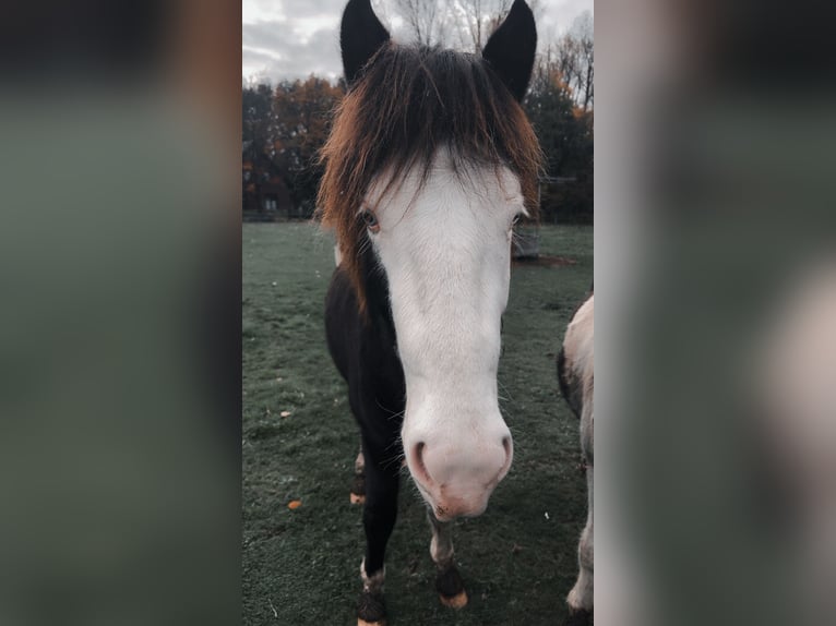 Islandpferd Hengst 3 Jahre 145 cm Schecke in Lingen