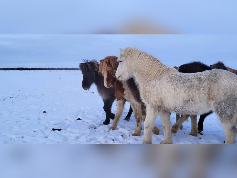 Islandpferd Hengst 3 Jahre 145 cm Tobiano-alle-Farben in South Iceland