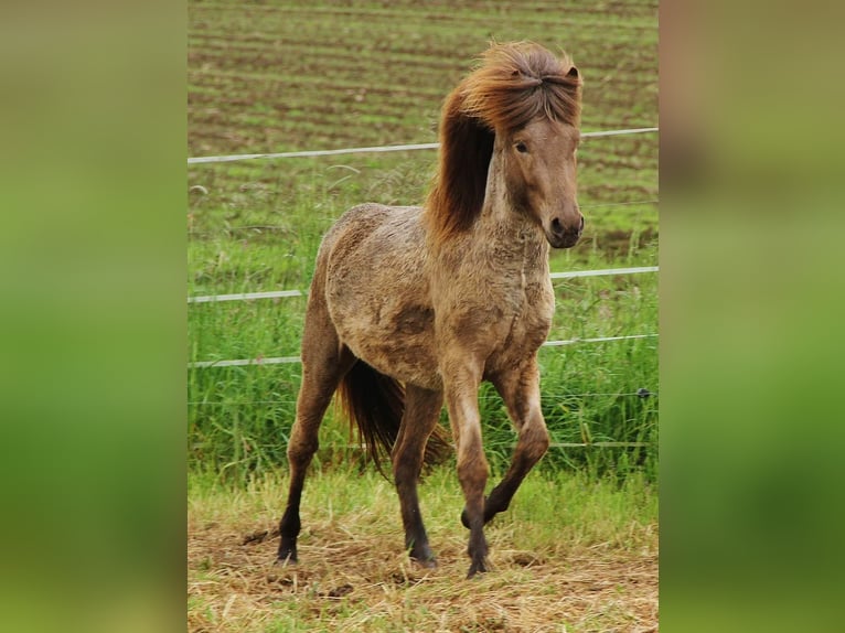 Islandpferd Hengst 3 Jahre Palomino in Saarland
