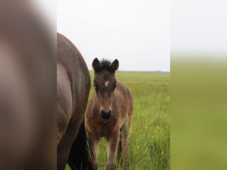 Islandpferd Hengst 3 Jahre Rotbrauner in Hvolsvöllur