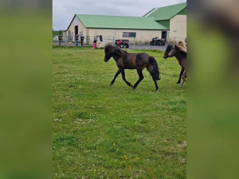 Islandpferd Hengst 3 Jahre Rotbrauner in Hvolsvöllur