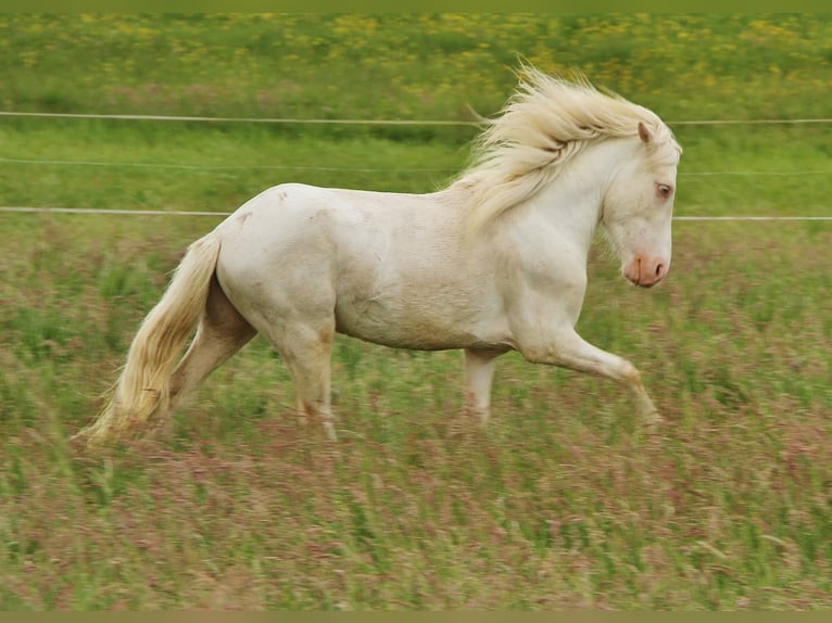 Islandpferd Hengst 4 Jahre 130 cm Cremello in Saarland