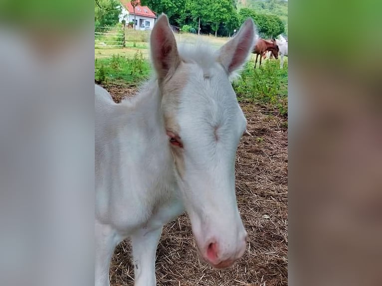 Islandpferd Hengst 4 Jahre 130 cm Cremello in Saarland