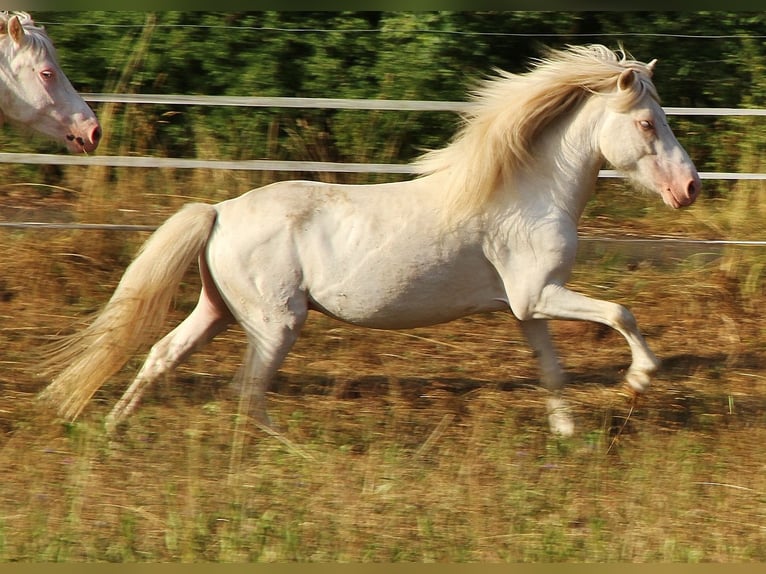 Islandpferd Hengst 4 Jahre 130 cm Cremello in Saarland