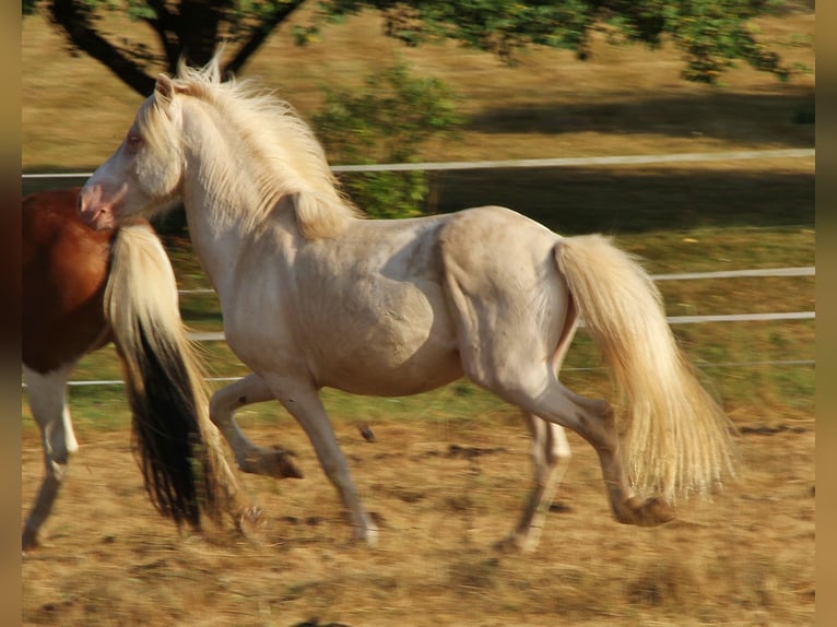 Islandpferd Hengst 4 Jahre 130 cm Cremello in Saarland