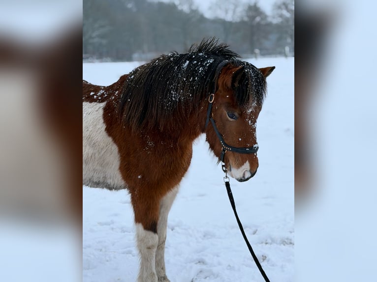 Islandpferd Hengst 4 Jahre 138 cm Schecke in WEDDELBROOK