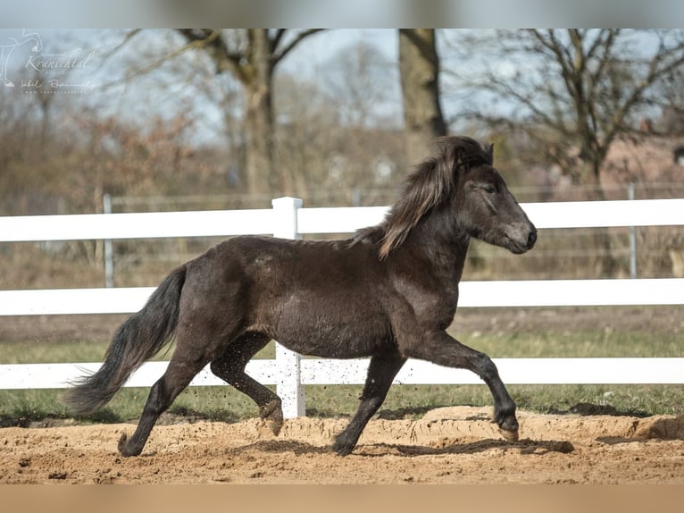 Islandpferd Hengst 4 Jahre 139 cm Rappe in Lehmrade