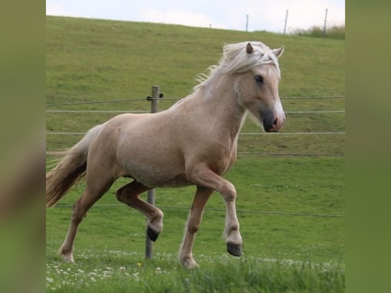 Islandpferd Hengst 4 Jahre 140 cm Palomino in Ostenfeld