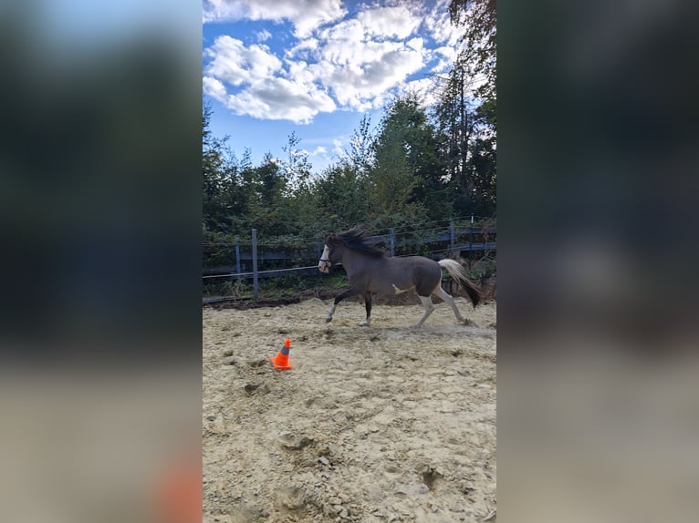 Islandpferd Hengst 4 Jahre 140 cm Schecke in Hennef