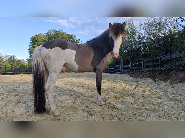 Islandpferd Hengst 4 Jahre 140 cm Schecke in Hennef