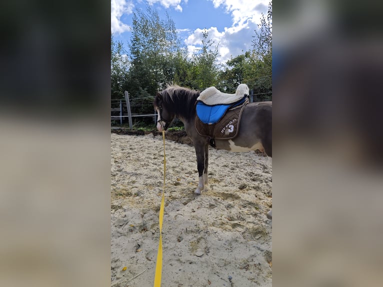 Islandpferd Hengst 4 Jahre 140 cm Schecke in Hennef