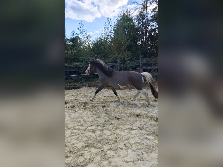 Islandpferd Hengst 4 Jahre 140 cm Schecke in Hennef