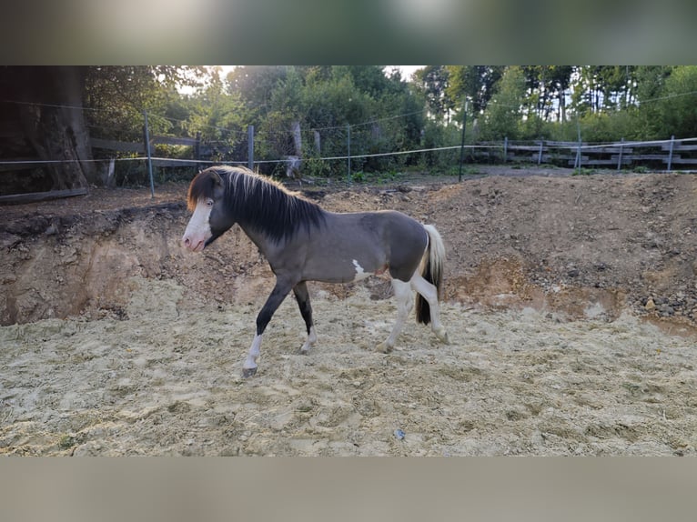 Islandpferd Hengst 4 Jahre 140 cm Schecke in Hennef