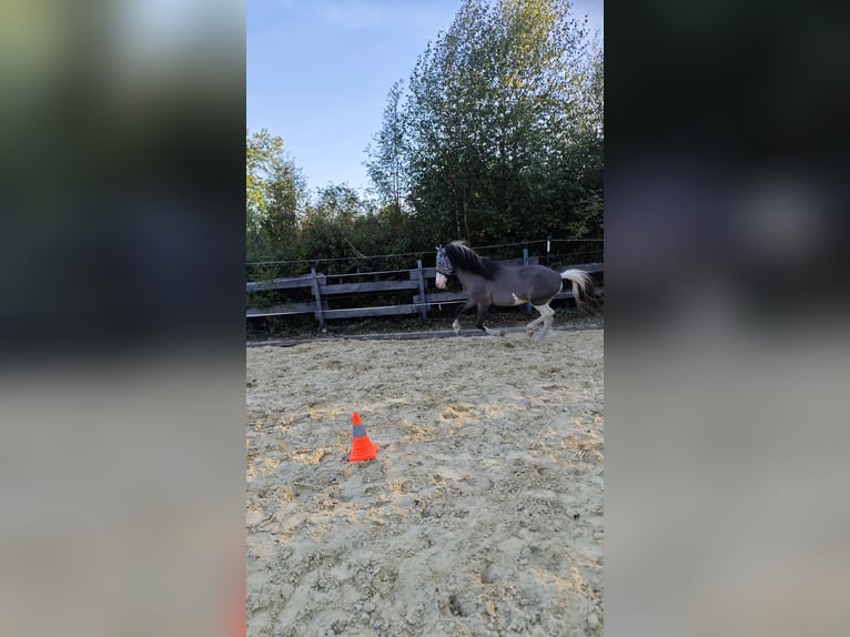 Islandpferd Hengst 4 Jahre 140 cm Schecke in Hennef