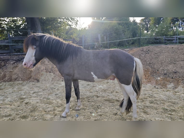 Islandpferd Hengst 4 Jahre 140 cm Schecke in Hennef