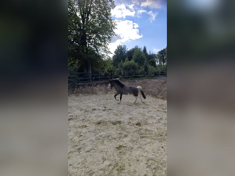 Islandpferd Hengst 4 Jahre 140 cm Schecke in Hennef