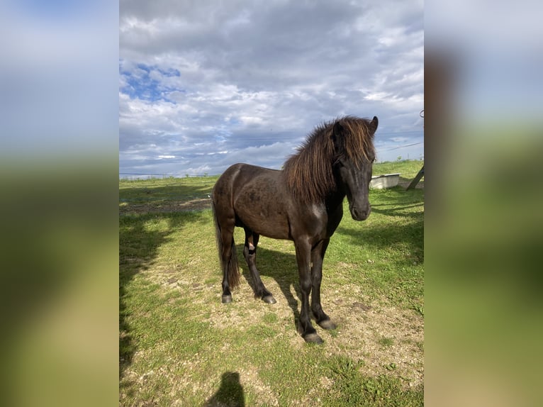 Islandpferd Hengst 4 Jahre 141 cm Rappe in Hartl