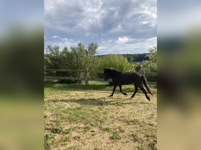 Islandpferd Hengst 4 Jahre 141 cm Rappe in Hartl