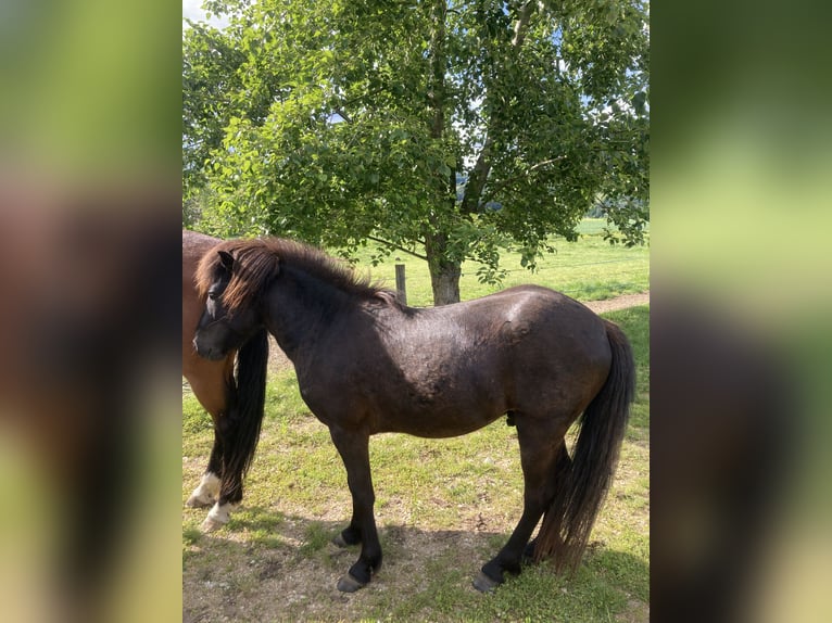 Islandpferd Hengst 4 Jahre 141 cm Rappe in Hartl
