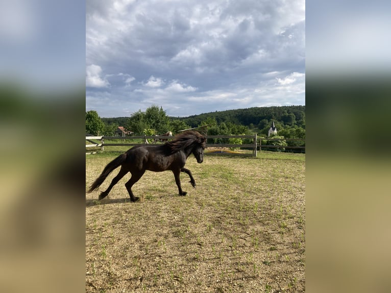 Islandpferd Hengst 4 Jahre 141 cm Rappe in Hartl