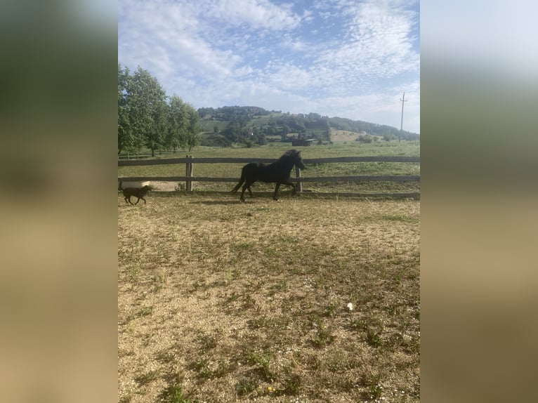 Islandpferd Hengst 4 Jahre 141 cm Rappe in Hartl