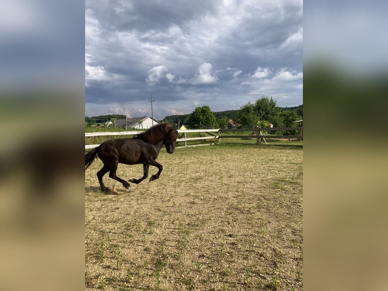 Islandpferd Hengst 4 Jahre 141 cm Rappe in Hartl