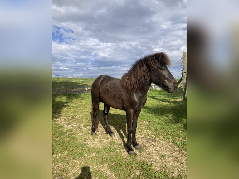 Islandpferd Hengst 4 Jahre 141 cm Rappe in Hartl