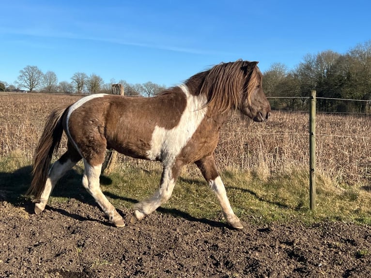 Islandpferd Hengst 4 Jahre 142 cm Schecke in Blunk