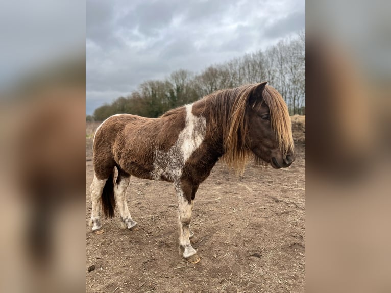 Islandpferd Hengst 4 Jahre 142 cm Schecke in Blunk