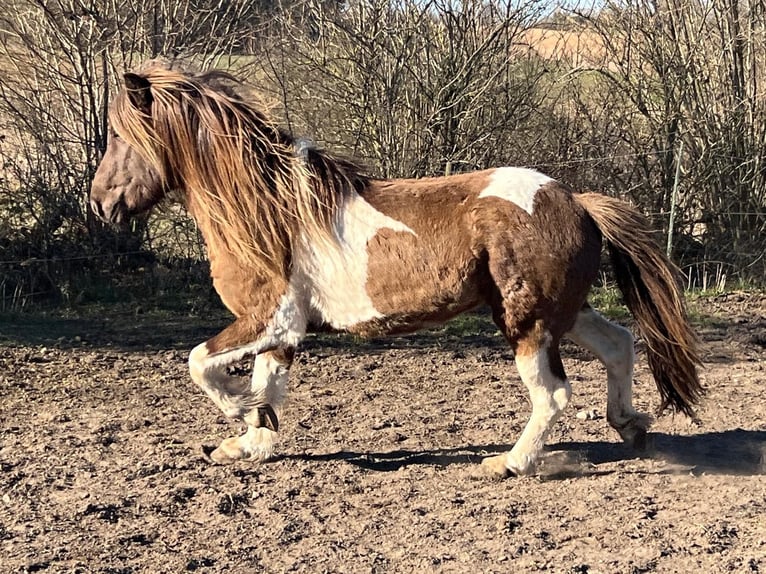 Islandpferd Hengst 4 Jahre 142 cm Schecke in Blunk