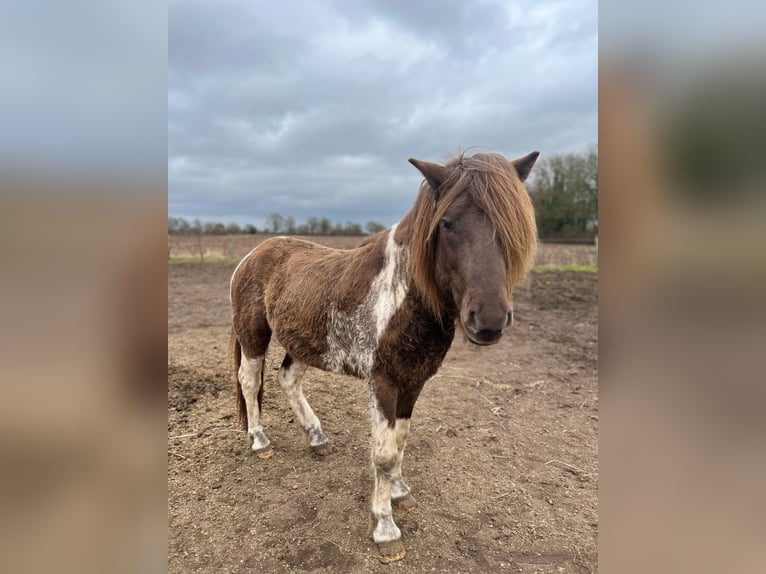 Islandpferd Hengst 4 Jahre 142 cm Schecke in Blunk