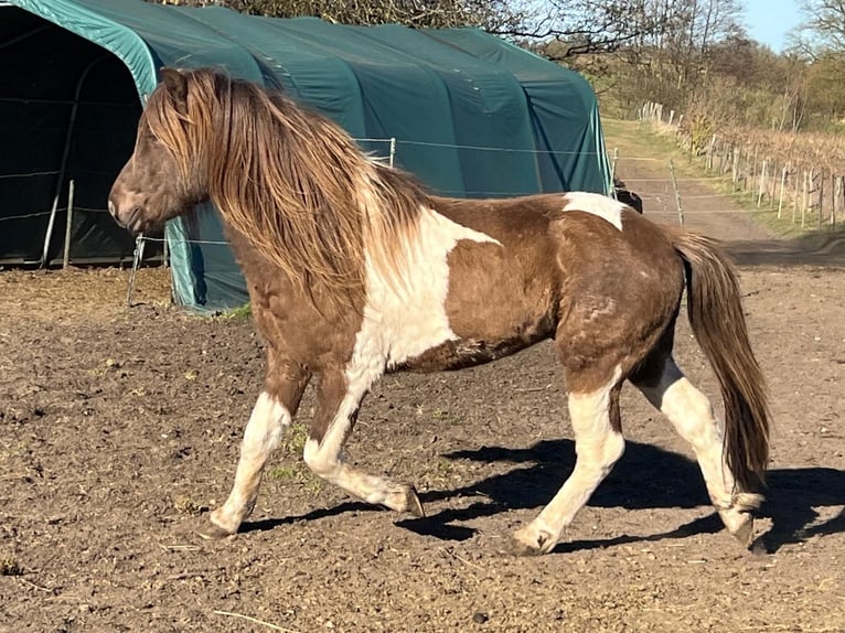 Islandpferd Hengst 4 Jahre 142 cm Schecke in Blunk