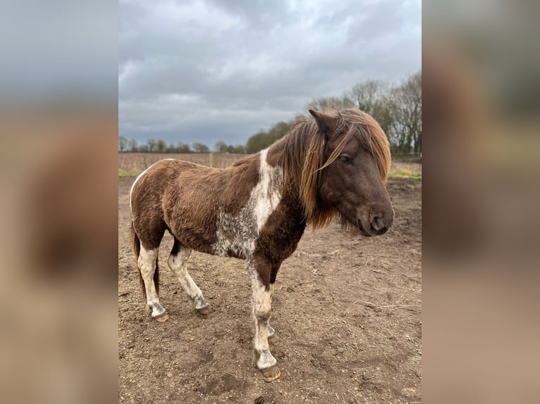 Islandpferd Hengst 4 Jahre 142 cm Schecke in Blunk