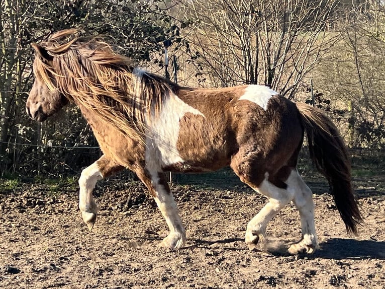 Islandpferd Hengst 4 Jahre 142 cm Schecke in Blunk