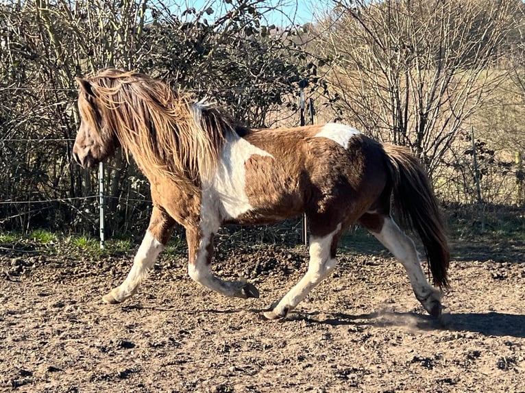 Islandpferd Hengst 4 Jahre 142 cm Schecke in Blunk