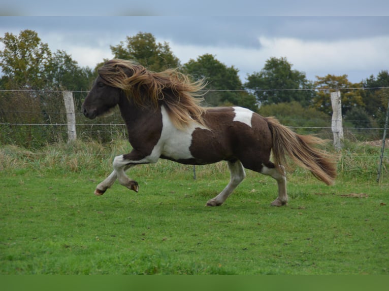 Islandpferd Hengst 4 Jahre 142 cm Schecke in Blunk Islandpferd Hengst 4 Jahre 142 cm Schecke in Blunk