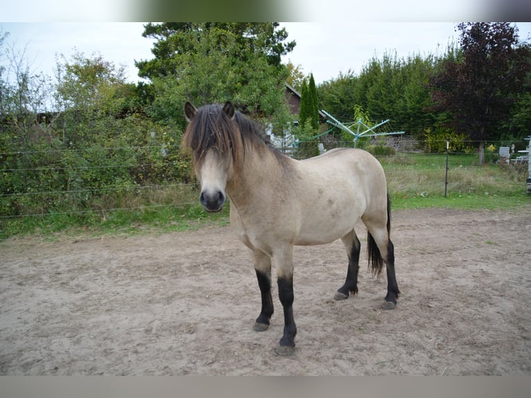 Islandpferd Hengst 4 Jahre 142 cm in NehmsBlunk