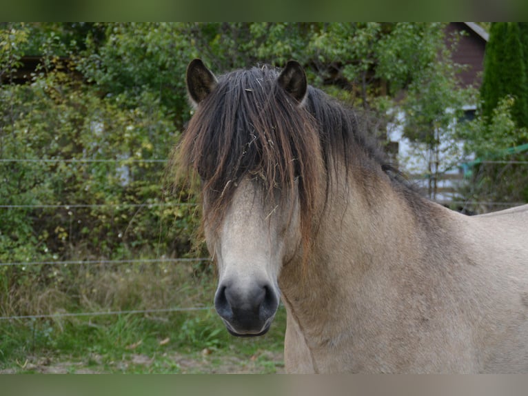 Islandpferd Hengst 4 Jahre 142 cm in NehmsBlunk