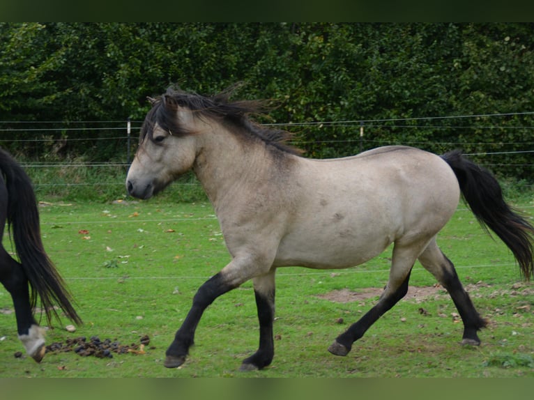 Islandpferd Hengst 4 Jahre 142 cm in NehmsBlunk