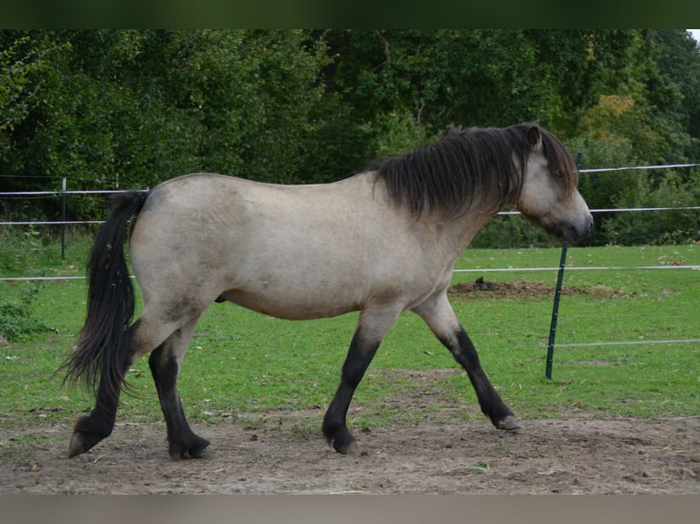 Islandpferd Hengst 4 Jahre 142 cm in NehmsBlunk