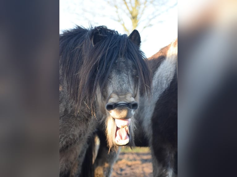 Islandpferd Hengst 4 Jahre 142 cm in NehmsBlunk