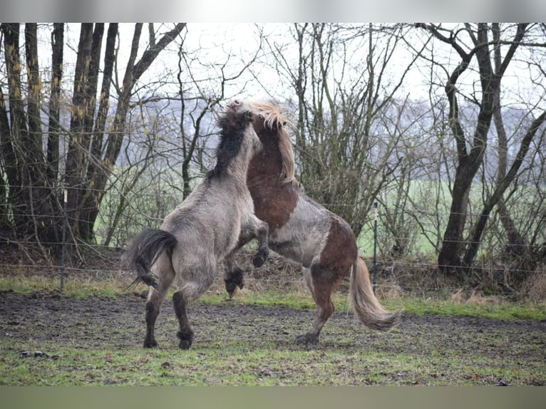 Islandpferd Hengst 4 Jahre 142 cm in NehmsBlunk