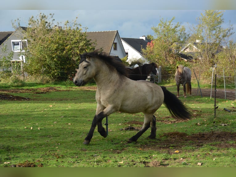 Islandpferd Hengst 4 Jahre 142 cm in NehmsBlunk