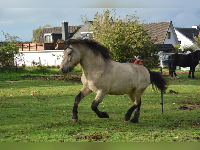 Islandpferd Hengst 4 Jahre 142 cm in NehmsBlunk