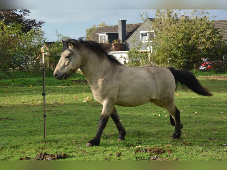 Islandpferd Hengst 4 Jahre 142 cm in NehmsBlunk