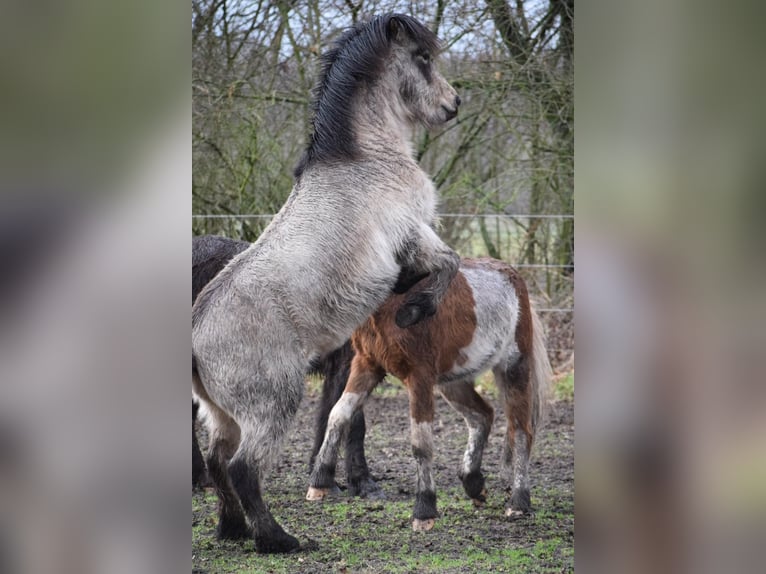 Islandpferd Hengst 4 Jahre 142 cm in NehmsBlunk