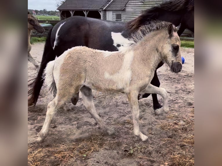 Islandpferd Hengst 4 Jahre 145 cm Falbe in Bergen (NH)