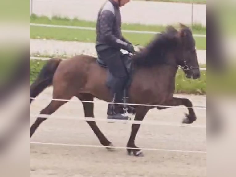 Islandpferd Hengst 4 Jahre 145 cm Falbe in Bergen (NH)