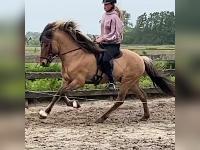 Islandpferd Hengst 4 Jahre 145 cm Falbe in Bergen (NH)